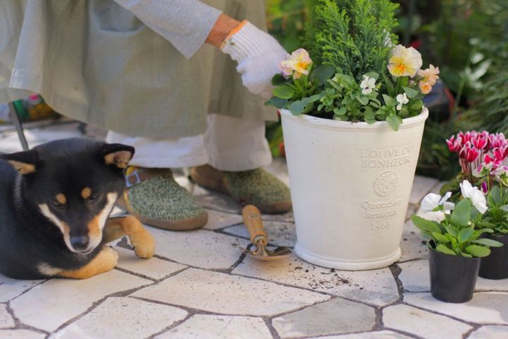 犬とガーデニング