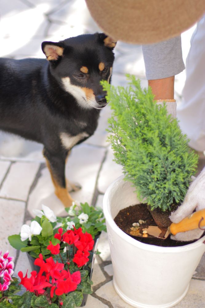 クリスマスの寄せ植え
