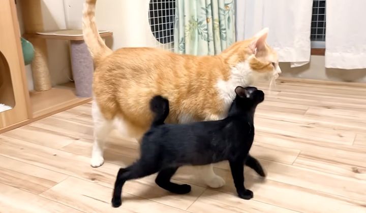 先住猫に猛アプローチする子猫