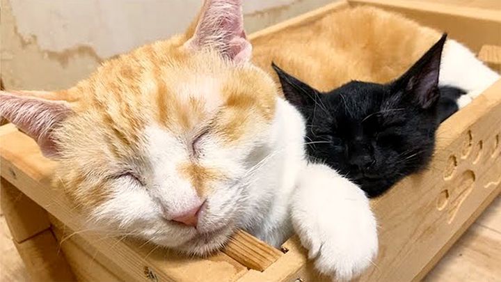 先住猫に寄り添って眠る子猫