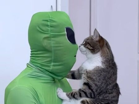 ご飯中に宇宙人が乱入！？ 犬と猫の反応の差が面白すぎる