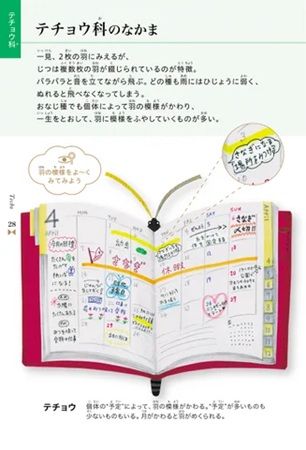 チョウの形をした超ユニークな絵本『超チョウ図鑑』発売中！84種類が登場