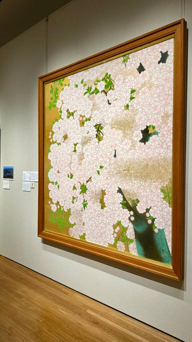 橋本明治《朝陽桜》山種美術館