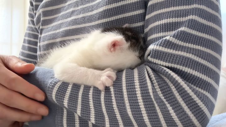 腕の中の子猫