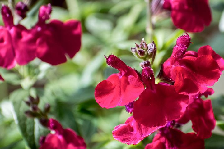 ‘ミラージュチェリーレッド’ Salvia greggii‘Mirage Cherry Red’