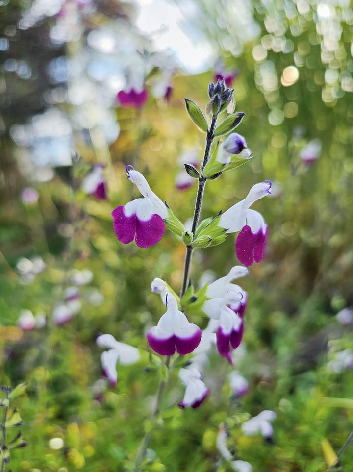 ‘アメジストリップス’ Salvia microphylla 'Amethyst Lips'