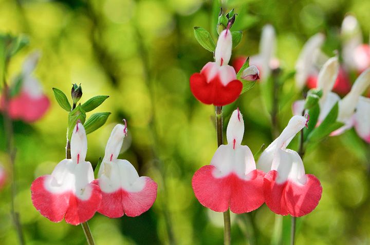 ‘ホットリップス’