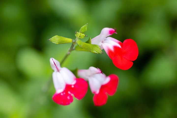 チェリーセージ