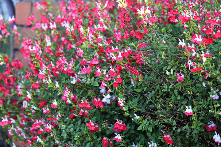 サルビア・ミクロフィラ