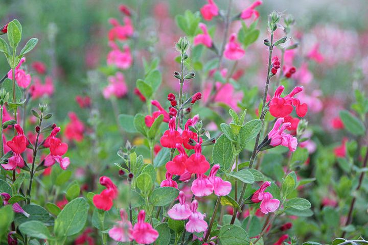 ‘アイシングシュガー’