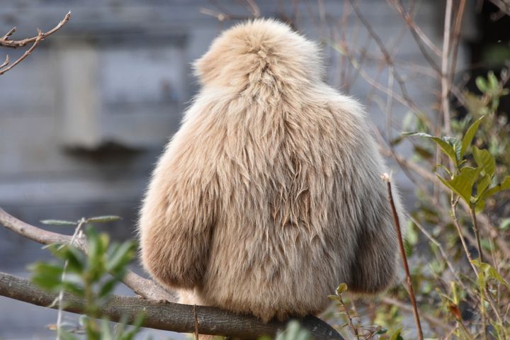 一般的なシロテテナガザルは、こんなフォルム