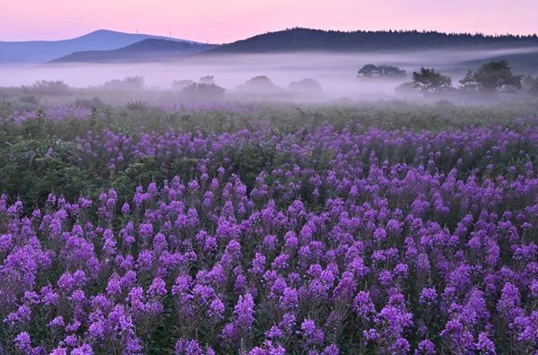 「第39回十和田湖の四季写真コンテスト」開催！自然や観光の魅力を表現した写真を募集
