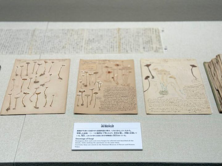 和歌山 白浜 南方熊楠記念館04