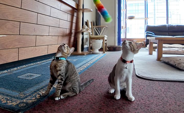 オモチャで遊ぶ子猫達