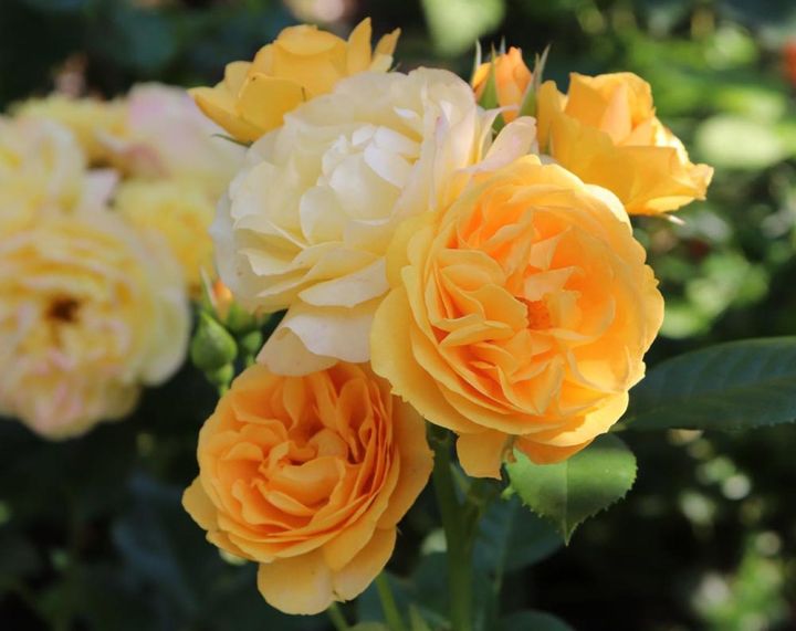 黄色のフロリバンダですが、花形にイングリッシュローズの趣を感じます。1枝に多くの花を付ける房咲き種は庭を明るく彩ってくれます。