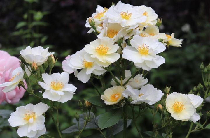 淡黄色から白へとフェイディングするハイブリッドムスク。シングル咲きや平咲きのバラはしべが目立って、高芯咲きとはまた違う魅力が。