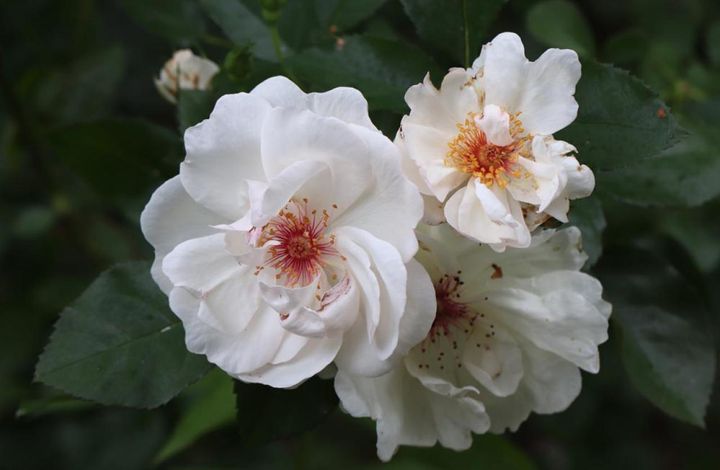 モダンシュラブの ‛ジャクリーヌ デュプレ‛は夭逝した名チェリストに捧げられたバラ。春から秋までよく咲き、軽やかに香ります。