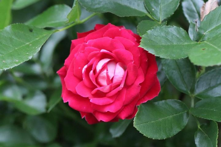 花弁の裏側が白いローズピンクのバラ。中心が開ききっていない状態だと、このように2色のコントラストが楽しめます。