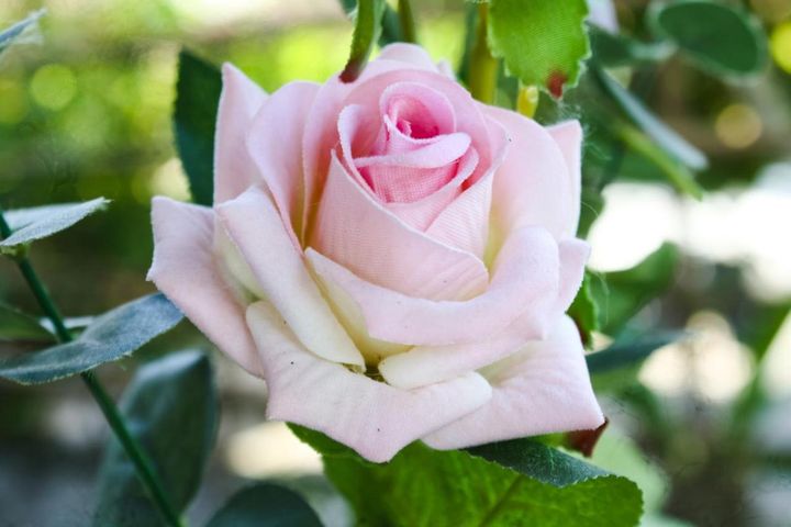 秋バラを美しく長く楽しむコツ。栽培から枝の切り方、室内装飾まで【ガーデニング】