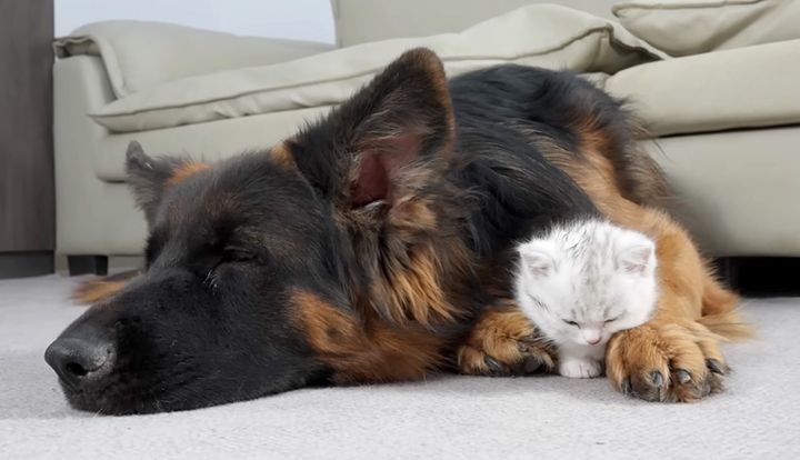 ジャーマンシェパードが大好きになった子猫