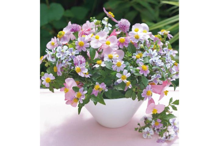 夏の残りの花と秋の花で作る「初秋のアレンジアイディア」【アフターガーデニング】