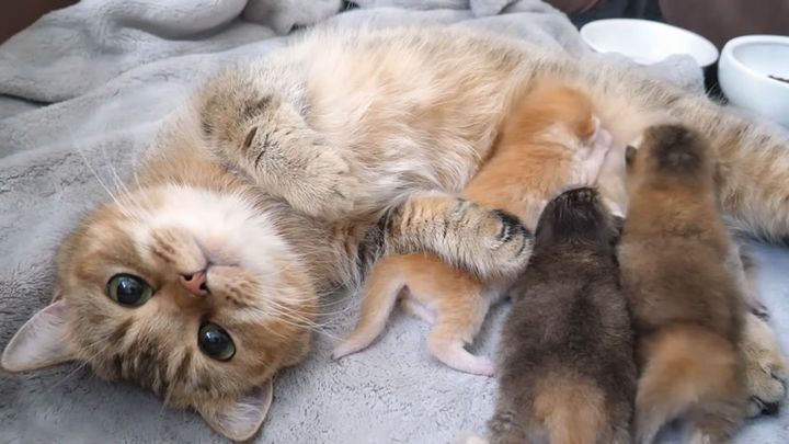 子猫達にミルクを飲ませる母猫