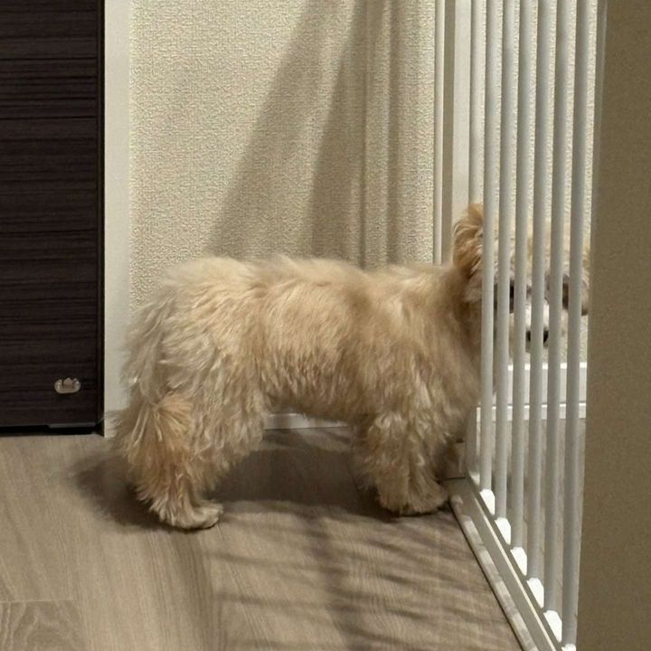 画像提供：犬を見て！＠inu_wo_miteさん、再掲