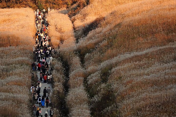 黄金のすすき揺れる箱根で週末トリップ。古民家アートカフェで楽しむ四角いレトロプリン「仙石原茶屋」