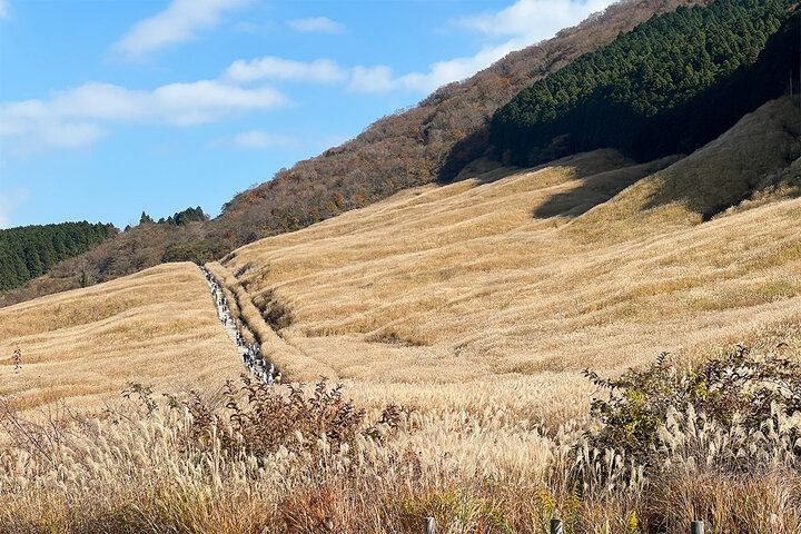 黄金のすすき揺れる箱根で週末トリップ。古民家アートカフェで楽しむ四角いレトロプリン「仙石原茶屋」