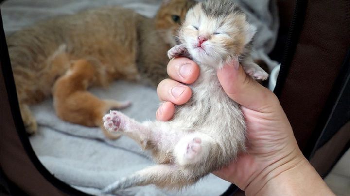 持たれる子猫
