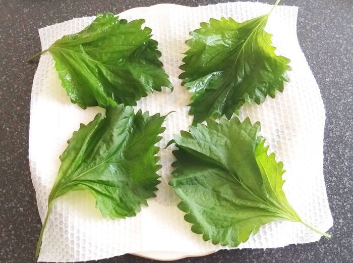 『しおれた大葉』捨てちゃダメ！⇨逆にカピカピに乾燥させる！？目からウロコの裏ワザに注目