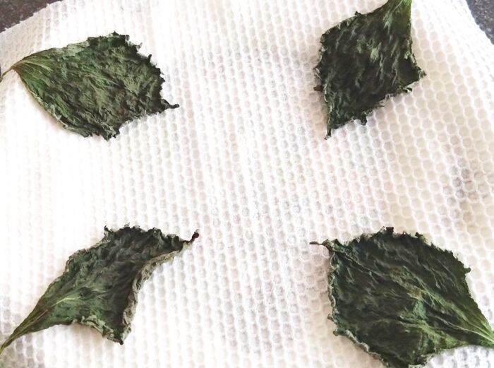 『しおれた大葉』捨てちゃダメ！⇨逆にカピカピに乾燥させる！？目からウロコの裏ワザに注目