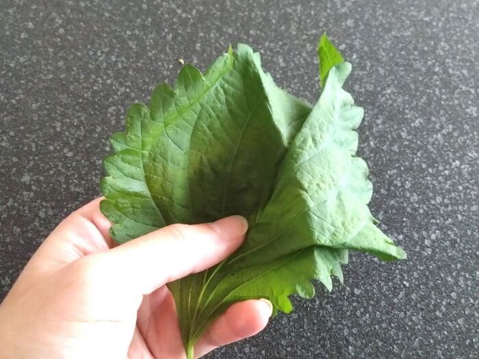 『しおれた大葉』捨てちゃダメ！⇨逆にカピカピに乾燥させる！？目からウロコの裏ワザに注目