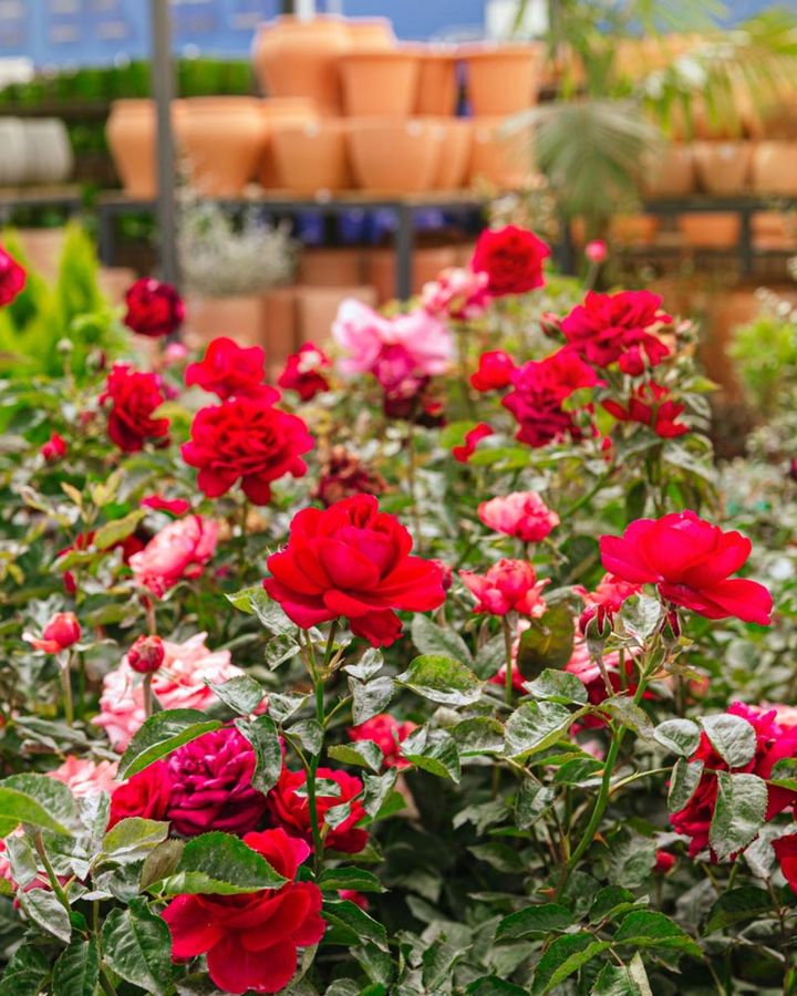海外のガーデンセンターのバラ売り場のようす。5月なら花のついた鉢植えバラも売られています。後ろにはテラコッタの鉢も並びます。
