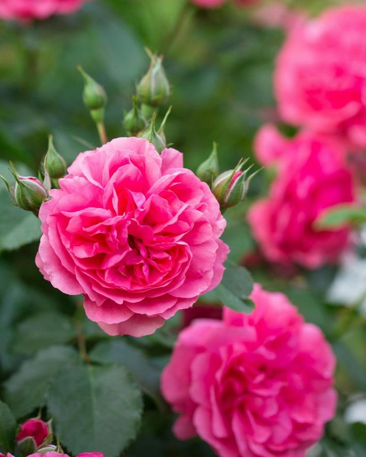 ローズピンクのロゼット咲きのバラ。たくさんのつぼみをツンツンとつけて、まだまだ咲き続けます。