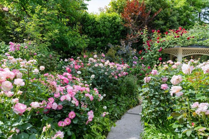 横浜イングリッシュガーデンは首都圏から気軽に行けるバラのスポット。実際に咲いている姿はバラ選びの参考になります。
