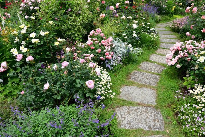 はじめてのバラ育てはここから！苗の選び方＆初心者Q＆A【ガーデニング】