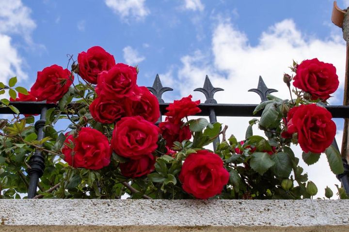 まるで映画のワンシーンのような、バラが咲くバルコニー。クラシカルなフェンスが真紅のバラとよくマッチしています。