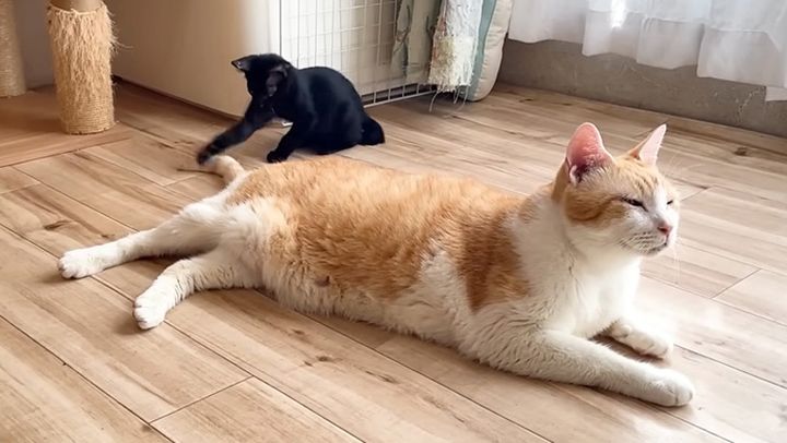 先住猫のシッポで遊ぶ保護子猫