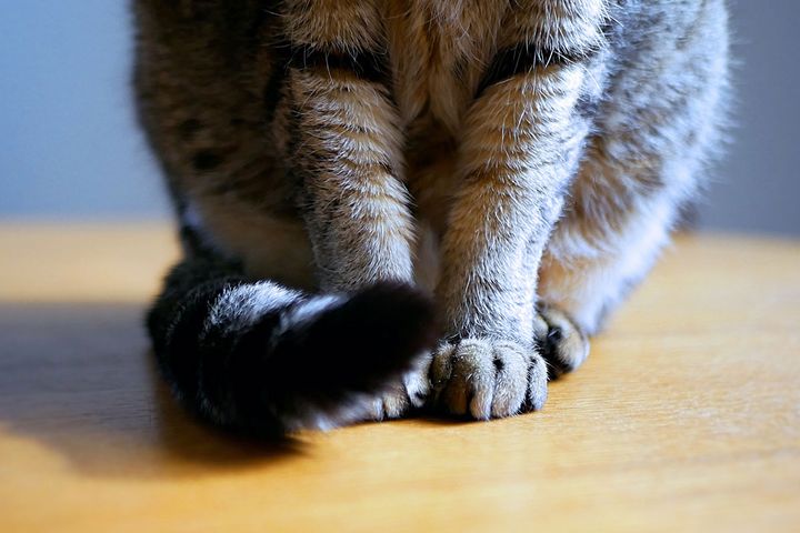 犬派のイケオジ俳優が愛猫に完落ち！？※画像はイメージ