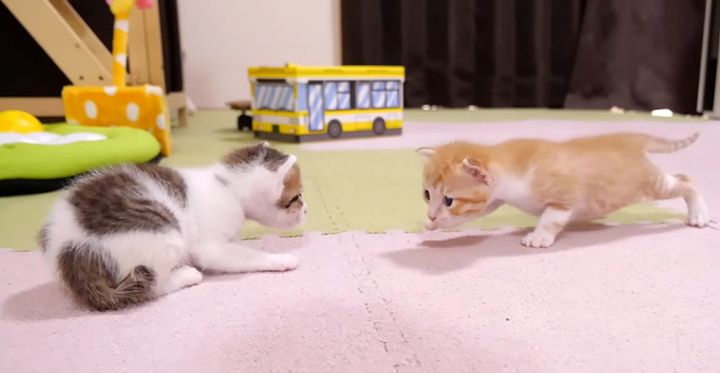 部屋の中をお散歩する子猫達