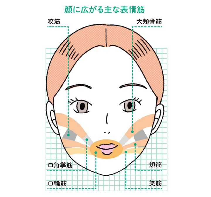 顔に広がる主な表情筋