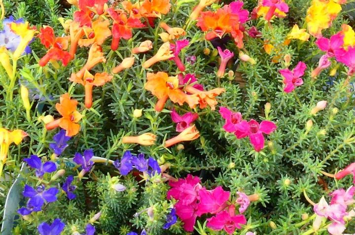 11月3日の花とは？【366日の誕生花と幸せの花言葉】