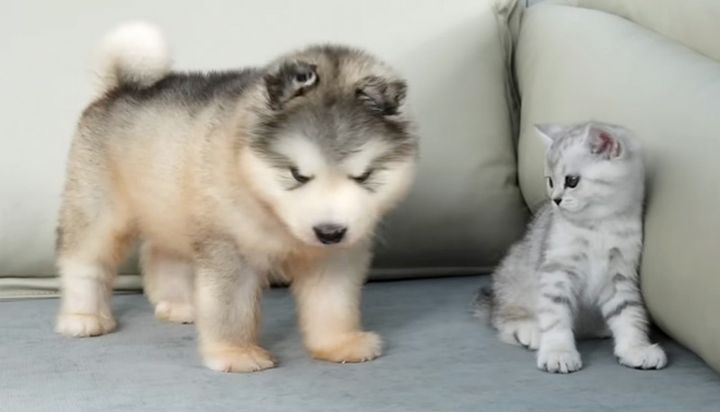 アラスカンマラミュートに出会った子猫