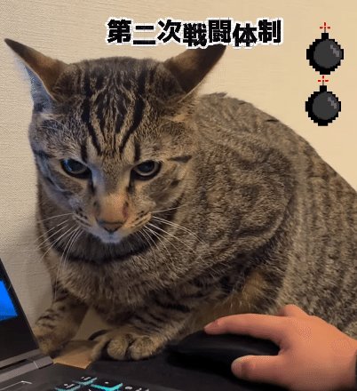 猫ちゃんの構ってアピールはかわいいですが、zozo（zozo_yaaan）さんのお宅では兄弟喧嘩へと発展してしまったようです。