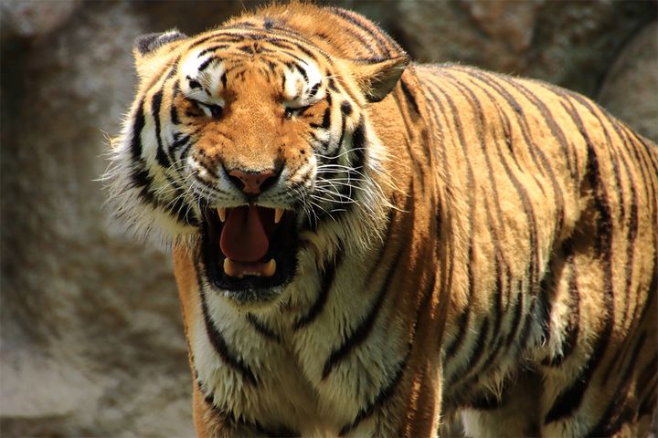 これは一般的な大人のアムールトラ