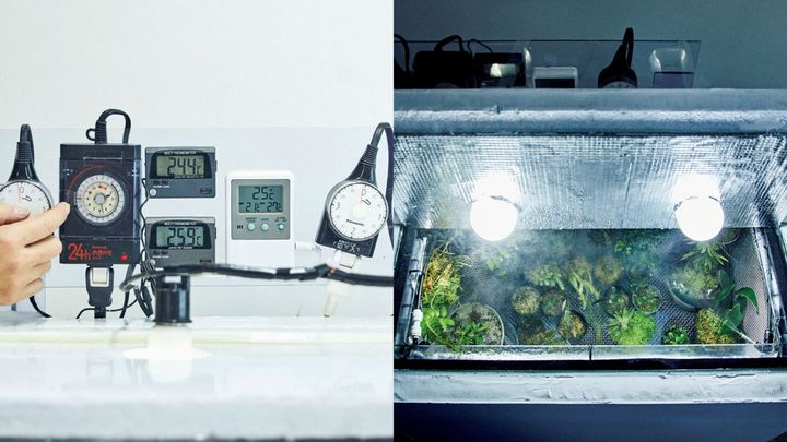 再現の難しい高地環境を部屋に！LED栽培の愉しみかた 〜高地性植物編〜