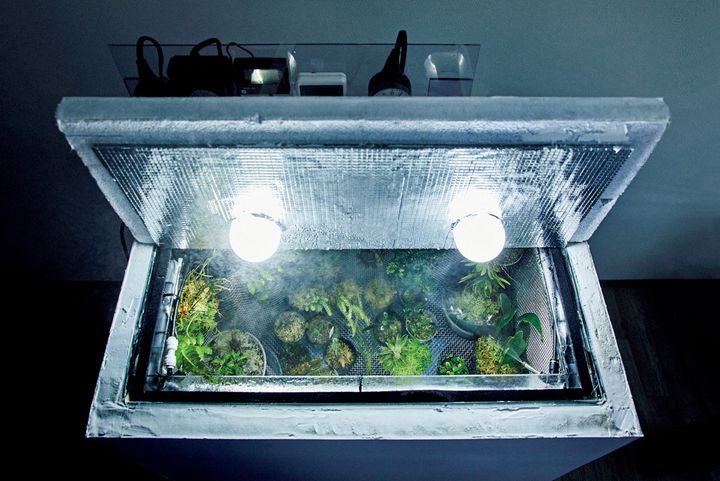 かれっくす式高地性植物栽培ケース