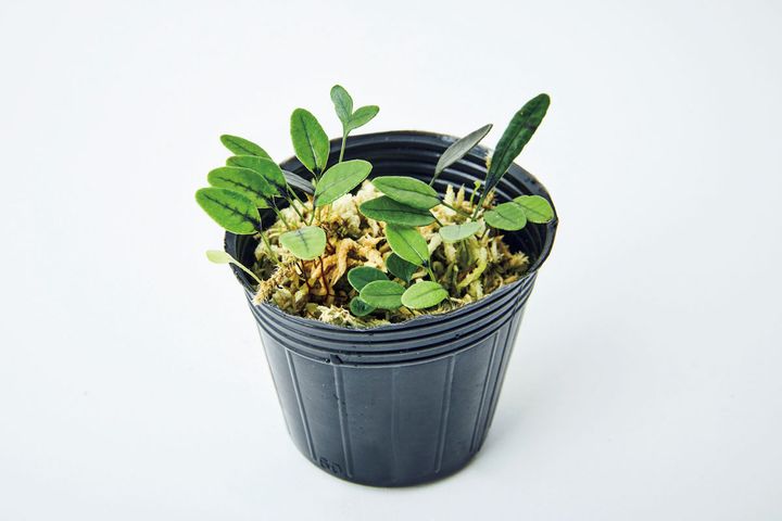 セリグエア ヘルウィギー