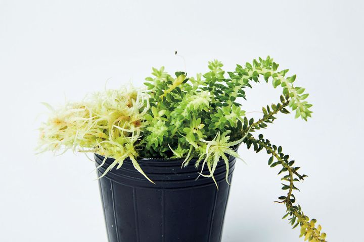 フペルジア不明種